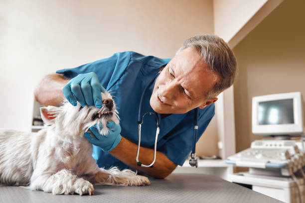 Best Weekend Emergency Dental Services in Sanger, TX
